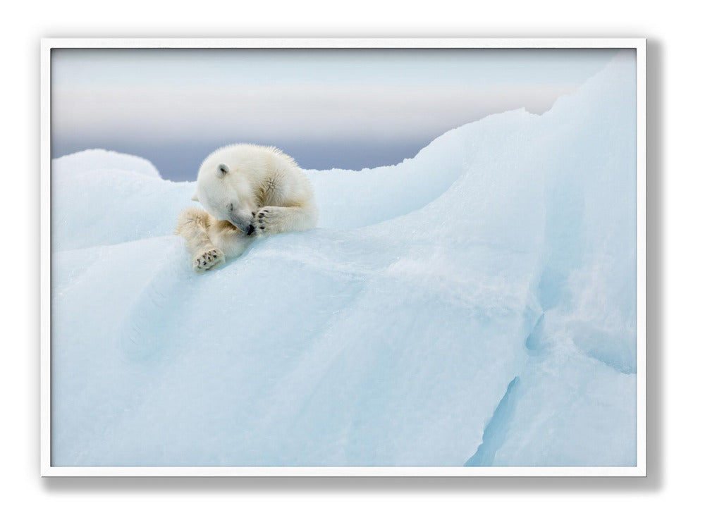 Polar Bear Grooming Poster