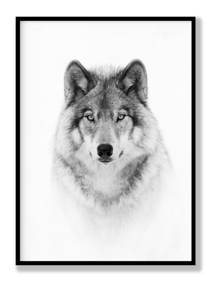 Portrait of a Timber Wolf Poster