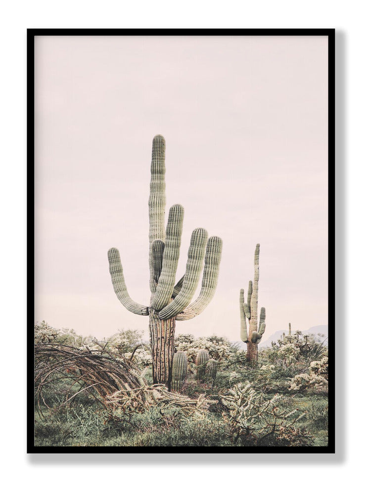 Rosa Saguaro Poster